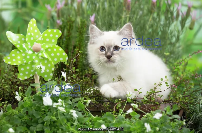 : 80201570 Cat - Birman kitten Jean-Michel Labat All : 80201570 Cat - Birman kitten Jean-Michel Labat All