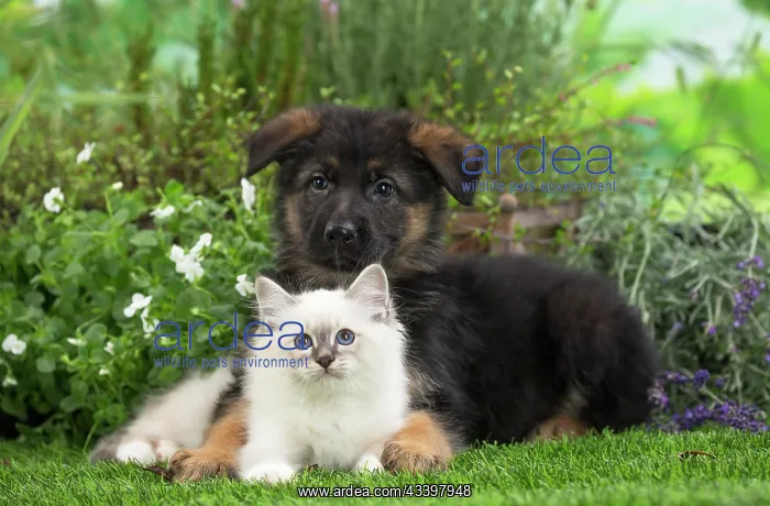 : 80201571 Dog and Cat - Birman kitten with German : 80201571 Dog and Cat - Birman kitten with German