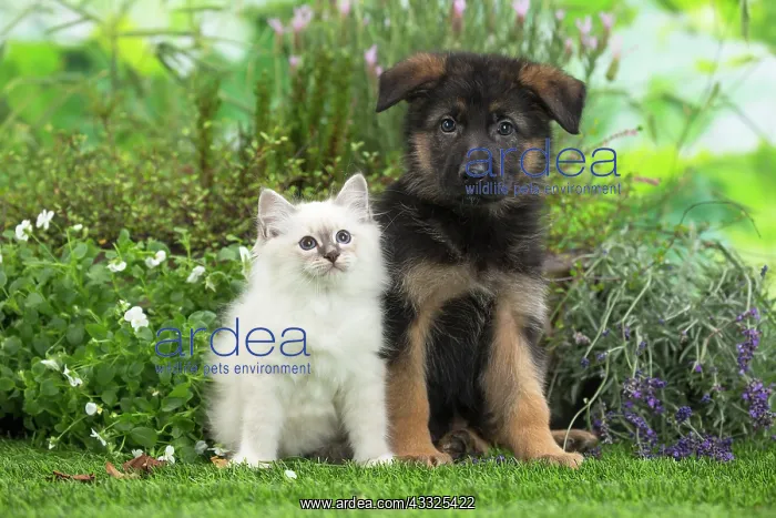  : 80201572 Dog and Cat - Birman kitten with German