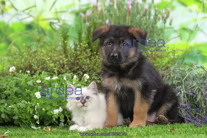 : 80201573 Dog and Cat - Birman kitten with German : 80201573 Dog and Cat - Birman kitten with German