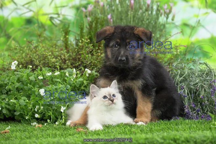  : 80201574 Dog and Cat - Birman kitten with German