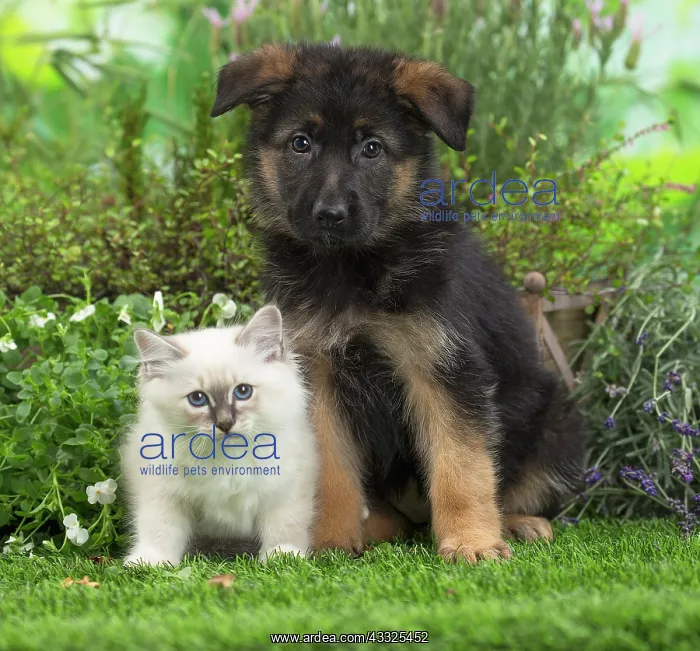 : 80201575 Dog and Cat - Birman kitten with German : 80201575 Dog and Cat - Birman kitten with German