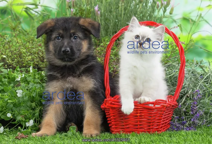 : 80201576 Dog and Cat - Birman kitten with German : 80201576 Dog and Cat - Birman kitten with German