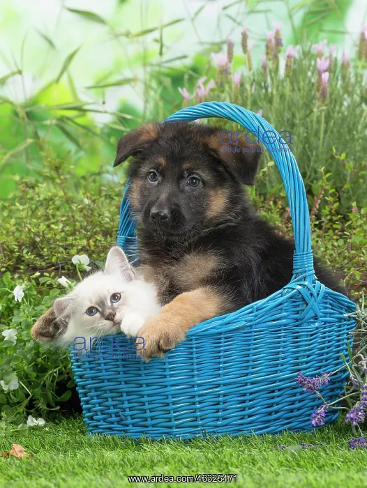 : 80201577 Dog and Cat - Birman kitten with German : 80201577 Dog and Cat - Birman kitten with German