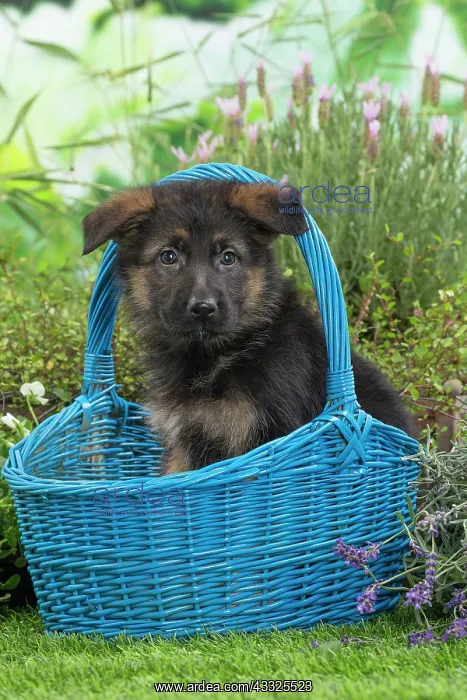: 80201582 Dog - German Shepherd puppy Jean-Michel : 80201582 Dog - German Shepherd puppy Jean-Michel