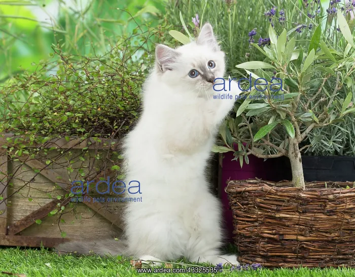 : 80201583 Cat - Birman kitten Jean-Michel Labat All : 80201583 Cat - Birman kitten Jean-Michel Labat All