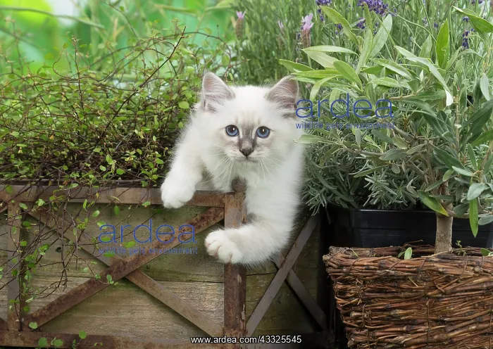 : 80201584 Cat - Birman kitten Jean-Michel Labat All : 80201584 Cat - Birman kitten Jean-Michel Labat All