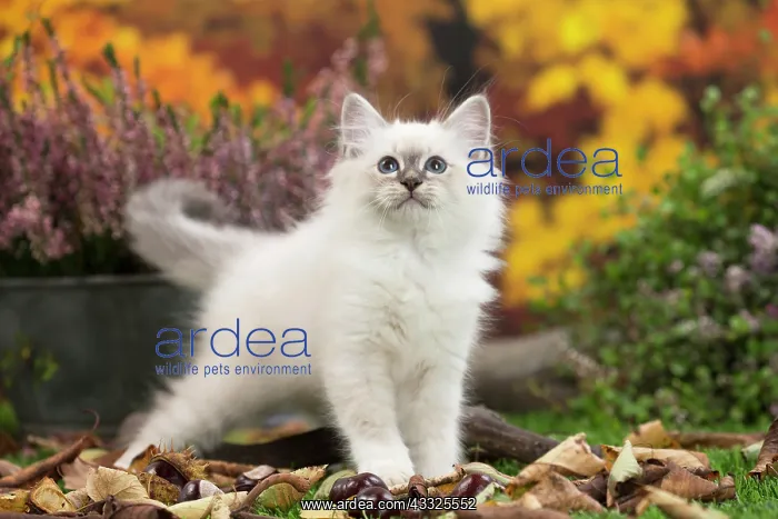: 80201585 Cat - Birman kitten Jean-Michel Labat All : 80201585 Cat - Birman kitten Jean-Michel Labat All
