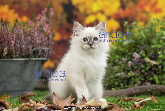 : 80201586 Cat - Birman kitten Jean-Michel Labat All : 80201586 Cat - Birman kitten Jean-Michel Labat All