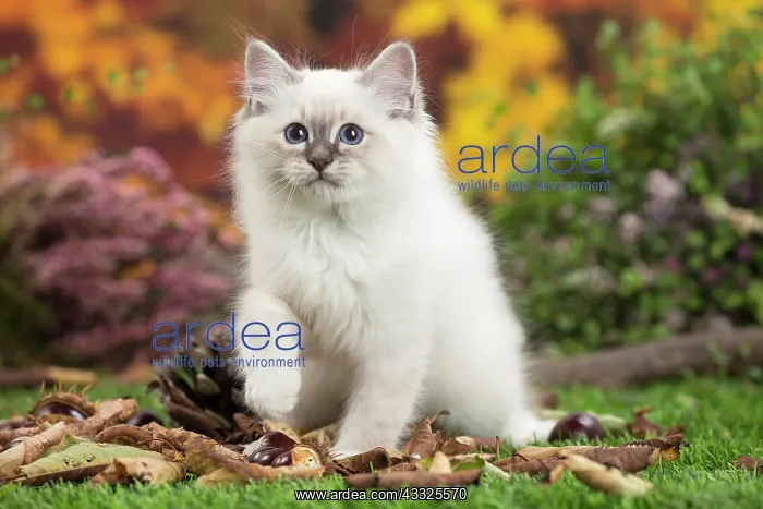 : 80201587 Cat - Birman kitten Jean-Michel Labat All : 80201587 Cat - Birman kitten Jean-Michel Labat All