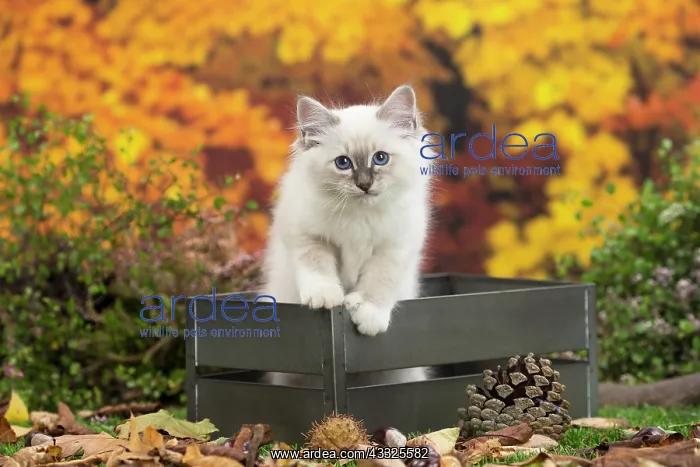 : 80201588 Cat - Birman kitten Jean-Michel Labat All : 80201588 Cat - Birman kitten Jean-Michel Labat All