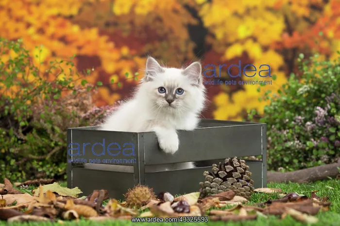 : 80201589 Cat - Birman kitten Jean-Michel Labat All : 80201589 Cat - Birman kitten Jean-Michel Labat All