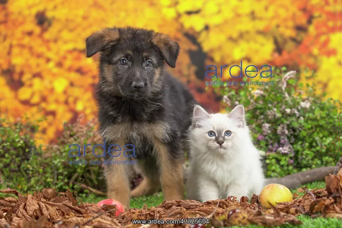 : 80201590 Dog and Cat - Birman kitten with German : 80201590 Dog and Cat - Birman kitten with German
