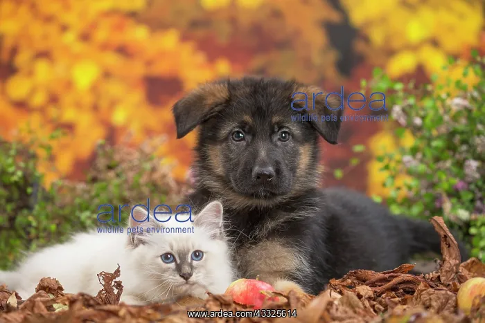 : 80201591 Dog and Cat - Birman kitten with German : 80201591 Dog and Cat - Birman kitten with German