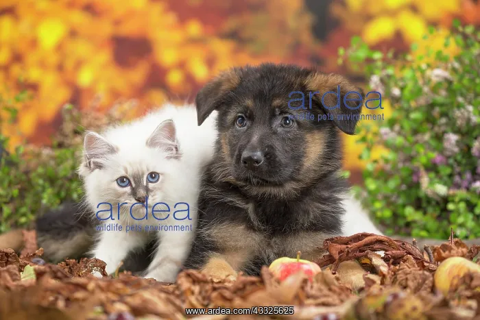 : 80201592 Dog and Cat - Birman kitten with German : 80201592 Dog and Cat - Birman kitten with German
