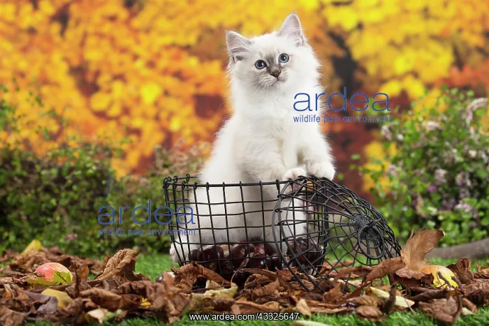 : 80201594 Cat - Birman kitten Jean-Michel Labat All : 80201594 Cat - Birman kitten Jean-Michel Labat All