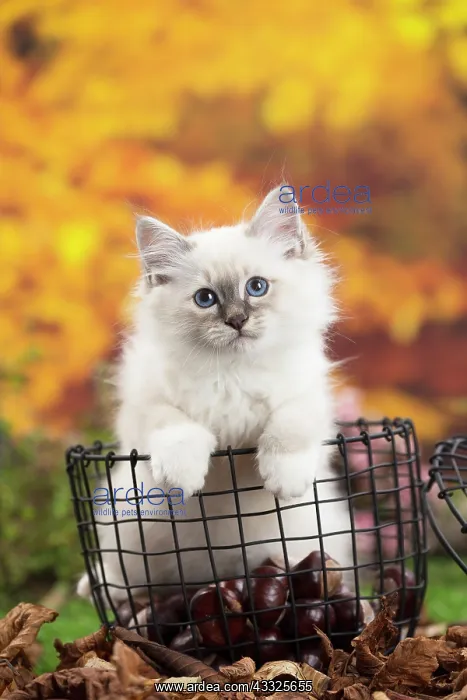 : 80201595 Cat - Birman kitten Jean-Michel Labat All : 80201595 Cat - Birman kitten Jean-Michel Labat All