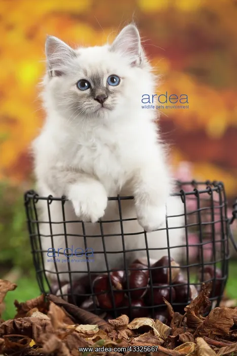 : 80201596 Cat - Birman kitten Jean-Michel Labat All : 80201596 Cat - Birman kitten Jean-Michel Labat All