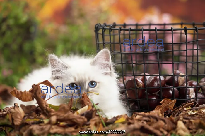 : 80201597 Cat - Birman kitten Jean-Michel Labat All : 80201597 Cat - Birman kitten Jean-Michel Labat All