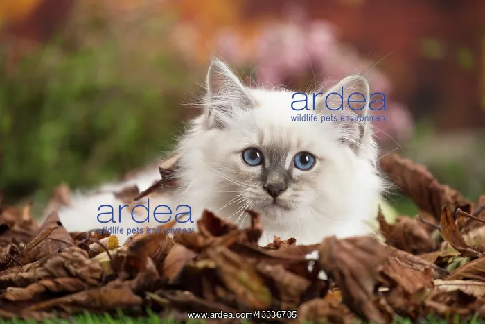  : 80201598 Cat - Birman kitten Jean-Michel Labat All