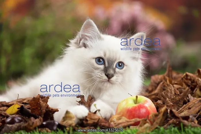 : 80201599 Cat - Birman kitten Jean-Michel Labat All : 80201599 Cat - Birman kitten Jean-Michel Labat All
