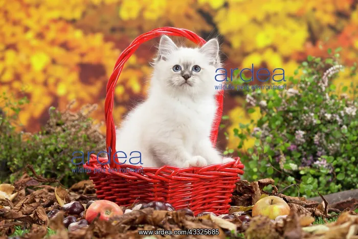 : 80201600 Cat - Birman kitten Jean-Michel Labat All : 80201600 Cat - Birman kitten Jean-Michel Labat All