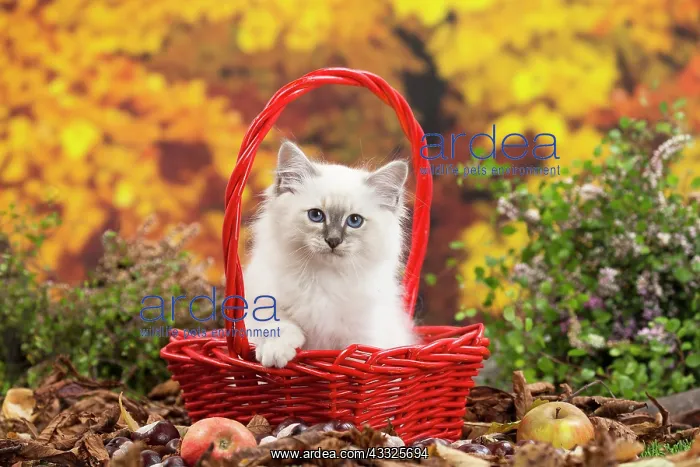 : 80201601 Cat - Birman kitten Jean-Michel Labat All : 80201601 Cat - Birman kitten Jean-Michel Labat All