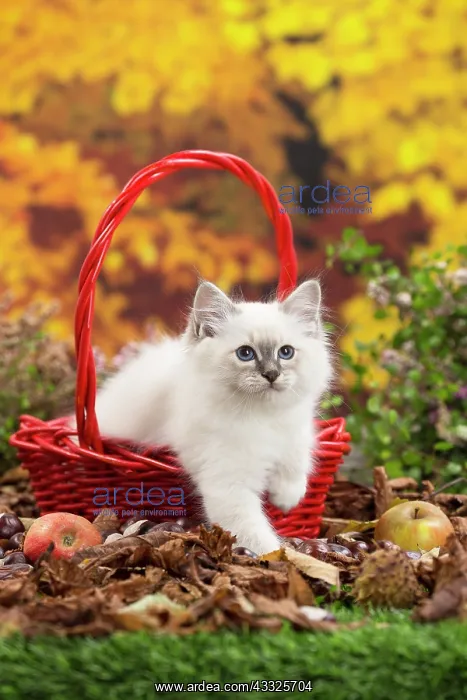 : 80201602 Cat - Birman kitten Jean-Michel Labat All : 80201602 Cat - Birman kitten Jean-Michel Labat All