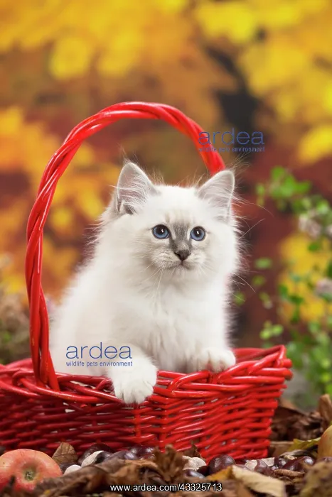 : 80201603 Cat - Birman kitten Jean-Michel Labat All : 80201603 Cat - Birman kitten Jean-Michel Labat All