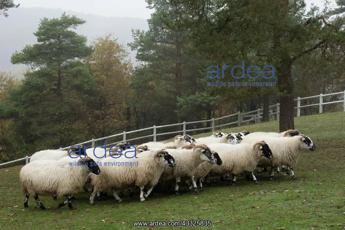  : 80201619 Blackface Sheep - flock Jean-Michel Labat