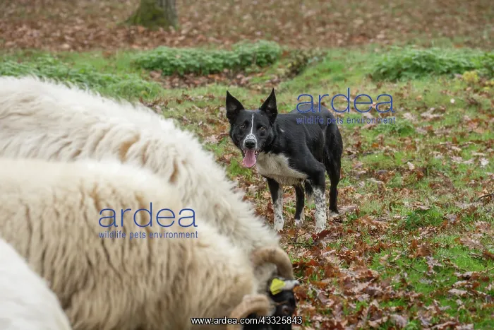 : 80201620 Dog - Border Collie - with Blackface Sheep : 80201620 Dog - Border Collie - with Blackface Sheep