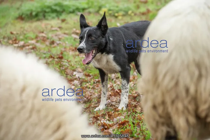 : 80201621 Dog - Border Collie - with Blackface Sheep : 80201621 Dog - Border Collie - with Blackface Sheep