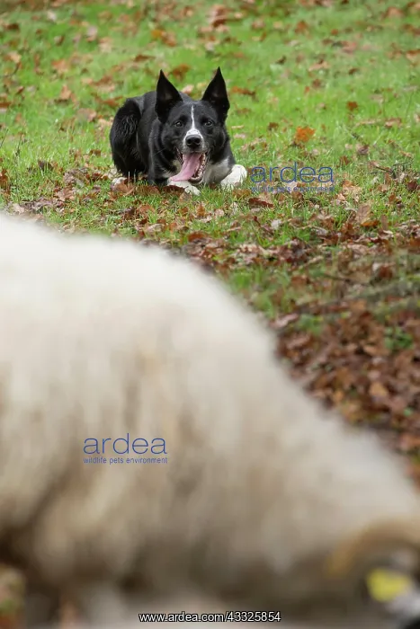 : 80201622 Dog - Border Collie - with Blackface Sheep : 80201622 Dog - Border Collie - with Blackface Sheep