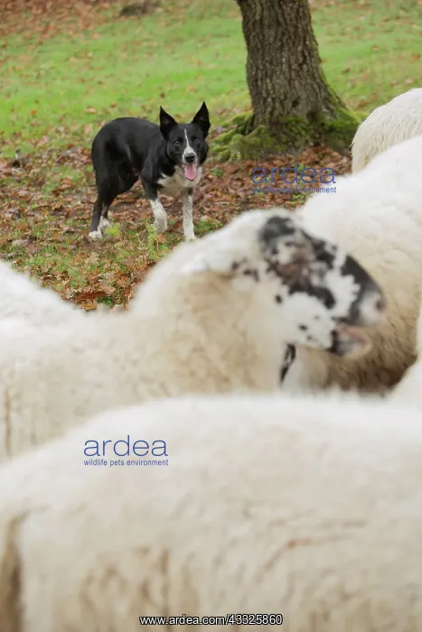 : 80201623 Dog - Border Collie - with Blackface Sheep : 80201623 Dog - Border Collie - with Blackface Sheep