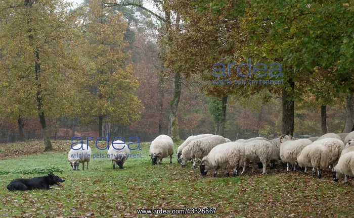 : 80201624 Dog - Border Collie - with Blackface Sheep : 80201624 Dog - Border Collie - with Blackface Sheep