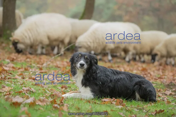 : 80201625 Dog - Border Collie - with Blackface Sheep : 80201625 Dog - Border Collie - with Blackface Sheep