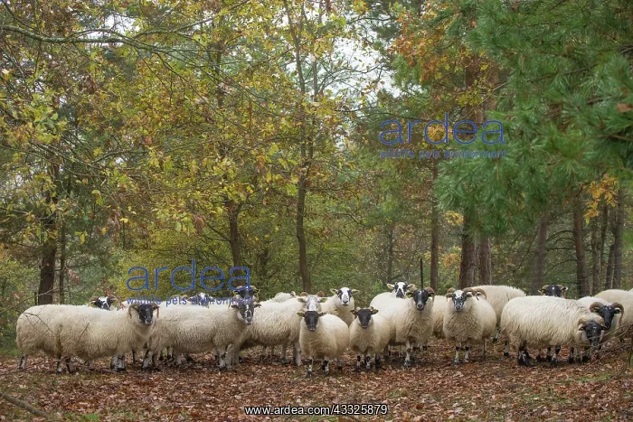  : 80201626 Blackface Sheep - flock Jean-Michel Labat