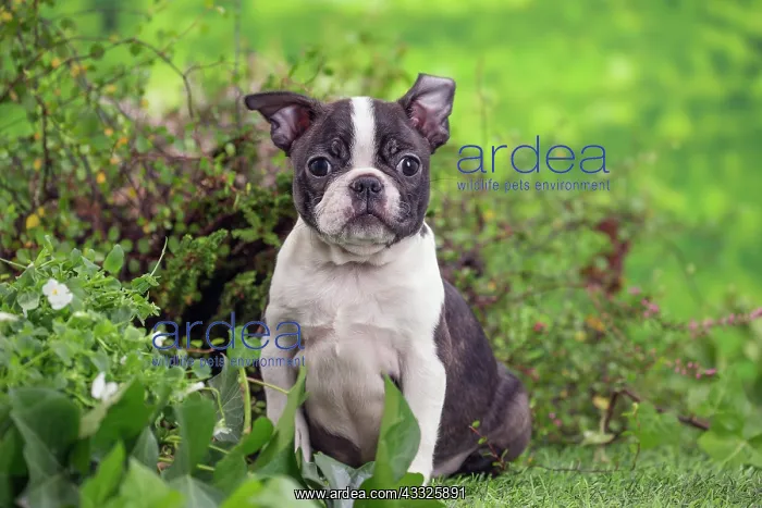 : 80201628 Dog - Boston Terrier puppy Jean-Michel : 80201628 Dog - Boston Terrier puppy Jean-Michel