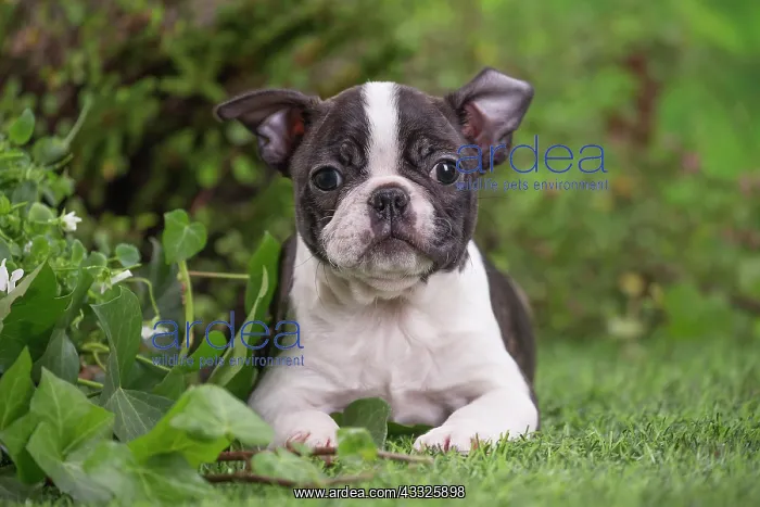  : 80201629 Dog - Boston Terrier puppy Jean-Michel