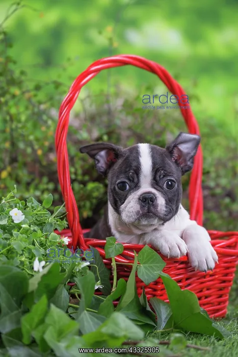 : 80201630 Dog - Boston Terrier puppy Jean-Michel : 80201630 Dog - Boston Terrier puppy Jean-Michel