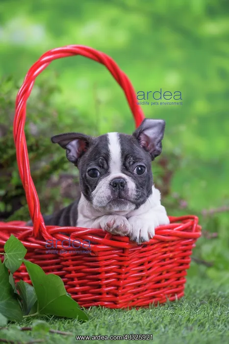 : 80201632 Dog - Boston Terrier puppy Jean-Michel : 80201632 Dog - Boston Terrier puppy Jean-Michel