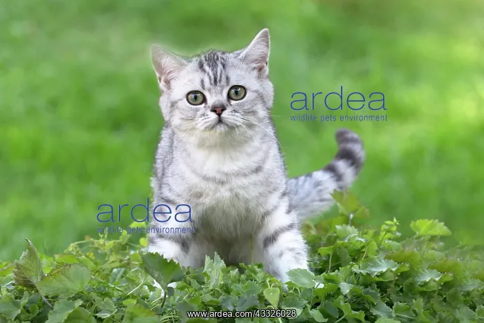 : 80201648 Cat - British Shorthair kitten Jean-Michel : 80201648 Cat - British Shorthair kitten Jean-Michel