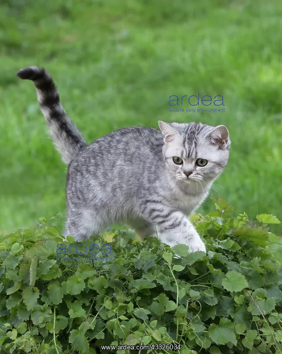 : 80201649 Cat - British Shorthair kitten Jean-Michel : 80201649 Cat - British Shorthair kitten Jean-Michel