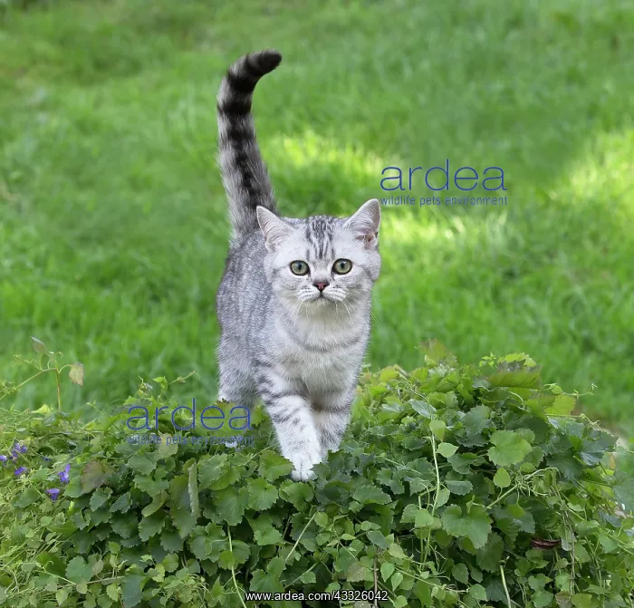 : 80201650 Cat - British Shorthair kitten Jean-Michel : 80201650 Cat - British Shorthair kitten Jean-Michel