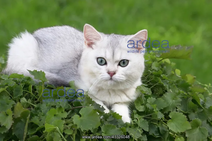 : 80201651 Cat - British Shorthair kitten Jean-Michel : 80201651 Cat - British Shorthair kitten Jean-Michel