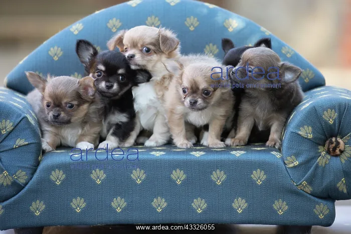 : 80201652 Dog - Chihuahua puppies Jean-Michel Labat : 80201652 Dog - Chihuahua puppies Jean-Michel Labat