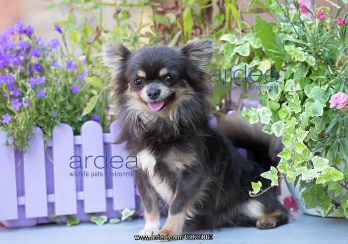 : 80201653 Dog - Chihuahua Jean-Michel Labat All images : 80201653 Dog - Chihuahua Jean-Michel Labat All images