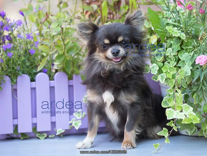 : 80201654 Dog - Chihuahua Jean-Michel Labat All images : 80201654 Dog - Chihuahua Jean-Michel Labat All images