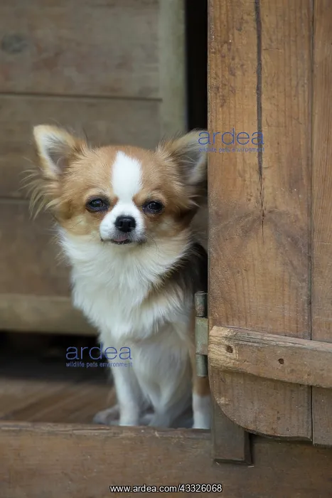  : 80201655 Dog - Chihuahua Jean-Michel Labat All images