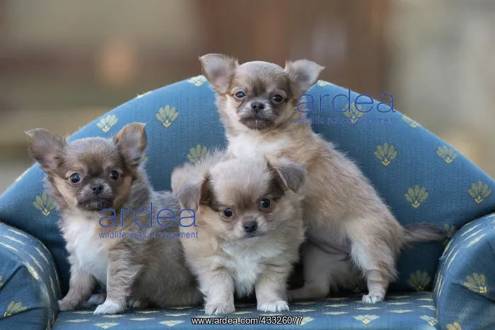 : 80201657 Dog - Chihuahua puppies Jean-Michel Labat : 80201657 Dog - Chihuahua puppies Jean-Michel Labat